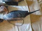 Flambeau Duck Decoys X 4 Mallard Hens X 3 Plus 1 Pintail