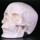 3 0  Coral Fossil Jasper Carved Crystal Skull  Realistic  Crystal Healing