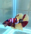 Betta Nemo Koi Male Multi Live Fish Usa High Quality  310