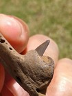 Super Killer Fish Jaw With Gem Tooth Florida Ice Age Fossil Fish 