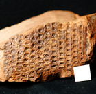 Rare Nice Carboniferous Fossil Plant Extinct Tree Lycopod Sigillaria Elegans  