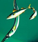 Frisch Ist Der Fish 1938 Denmark Frech Fish Vintage Poster Print Art Retro Ad