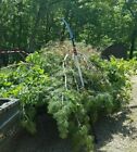 Notch Sentei 21  Telescoping Pole   Silky Hayauchi 15 4 Blade Pruning Limb Saw