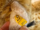 Steiff Vintage Molly Luchs Lynx  luchs  - Large