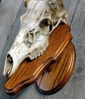   sale   Whitetail Buck Deer Antler Sheds European Skull Plaque Wall Shelf Mount