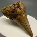 2 06  Fossil Parotodus Benedeni Tooth - Uncommon Lower Jaw Tooth