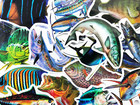 50 Fish Aquarium Ocean Stickers Fishing Decals Deep Sea Pack Set Lot 