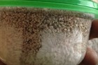 10 Mushroom Grow Kit Jars Pre-sterilized Brf Pf Tek 1 2 Pint Easy To Use