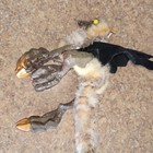 Custom Made Woodbaby Vulture Shoulder Puppet W Cable Control Head - Fur feathers