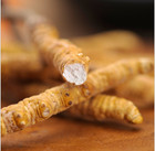 Tibetan Wild Ophiocordyceps Sinensis cordyceps Sinensis Wholesale                               