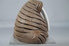 Rinconada Classic  21 Adult Walrus Rare Beautiful Tusks Retired 2000