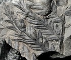 Mariopteris Nervosa - Very Nice 3d Preserved Carboniferous Fossil Plant