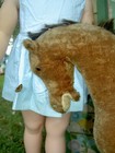 Very Rare Large Pre 1920 Antique Steiff  button In Ear  Steering Horse On Wheels