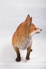 Fox Walking Garden Statue Life Size Home Decor Resin Animal Sculpture