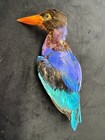 Java Kingfisher Bird Mount