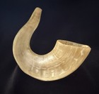 Authentic Ram Shofar Horn From Israel Polished Beige  12    read
