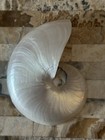 Natural Nautilus Seashell Half Cut