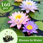160pcs Mixed Lotus Seeds For Planting In Water  Colorful Bowl 160  Mix Color
