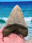 Megalodon Fossil Giant Shark Teeth Ocean No Repair 5 22  Huge Beautiful Tooth