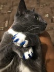 100 Cat Nail Caps Tips Paws Covers With Glue And Applicator Instruction
