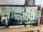 Flowerhorn Live Freshwater Fish     Blue   Black Pattern  Aggressive Temperament