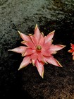 Vintage Rare Pat 156452 Signed Pink Flower Enamel3d Goldtone Brooch Earrings Set