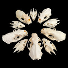 10pcs Real Animal Skulls Combination Skull Specimens Taxidermy Diy Special Gift
