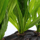 Microsorum On Driftwood  l  Live Plants Decoration Freshwater Aquarium Fish Tank