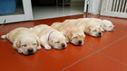 20 Newborn Puppy Collars     Super Soft Double Velvet Whelping Puppy Collars - Adj
