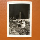 Real Vintage Photo Rough Collie Dog Puppy Dog Farmhouse Cute