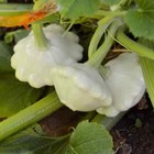 Bennings Green Tint Scallop Summer Squash Seeds  Non-gmo  Pattypan  Free Ship