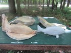 9  Concrete Fish Bass   Statue Latex Mold W fiberglass Backing Cement