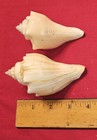 Six Beautiful Sea Shells 