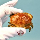 Crab Specimen Atergatis Floridus  Museum-quality Taxidermy   Display Box