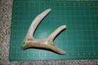 Xlarge Branched Deer Antler Dog Chew  43   Bone Chews Deer Elk Treats Deer 1224