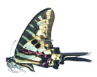 Unmounted Butterfly papilionidae - Graphium Policenes Telloi  Male  A-