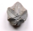 Pentremites Blastoid Fossil Kentucky Mississippian Glen Dean Fm