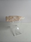 Authentic 4  Scottsbluff Spear Point Cody Complex Paleoindian Flint Artifact