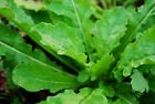 Culinary Herb Seed Selection List - Catnip Mint Basil Thyme Dill Chives Lavender