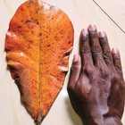 Dried Indian Catappa Leaves For Aquarium Fish Shrimp Almond Terminalia Catappa