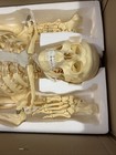 Medical School Human Skeleton Anatomical Anatomy Model With Rolling Stand New