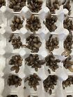 Dubia Roaches - Small  Medium  Large Males - Live Arrival Guaranteed Free Shippi