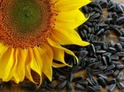 4 Packs Babkini Sunflower Seeds  500g 17 6oz  X 4 Russian Semechki Roasted