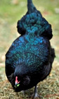 6 Npip Ai Clean Black Ameraucana Chicken Hatching Eggs Show Quality Grade A  