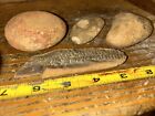 Mazon Creek Fossil  Open Fern Concretion And 3 Unopened Pre Dinosaur Era Fossil