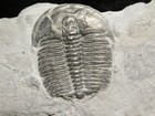 509 Million Year Old  Elrathia Trilobite Fossil From Cambrian Utah 3 62gr  c