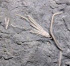Ectenocrinus Simplex Crinoid Fossil Kentucky Ordovician Kope Formation