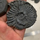 Late Triassic Ammonite Specimen