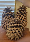 Largest Pinecones In The World - Coulter Pinecones - 8-14   With Tons Of Girth 
