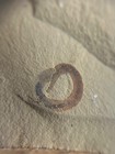 Rare Palaeoscolecid Worm Fossil Cambrian Fulu Lagerstatte Yunnan China